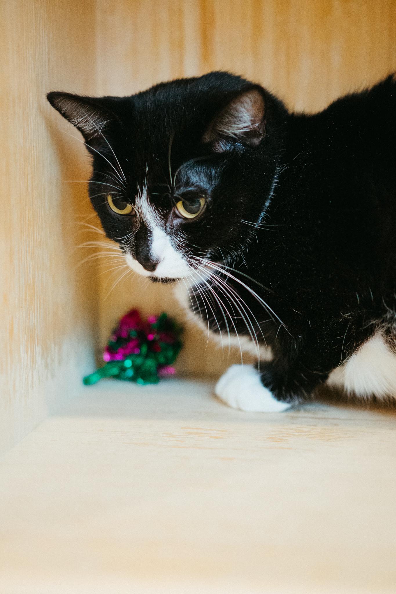 Percy, a Adoptable Domestic Short Hair in Jackson, WY image 5/6