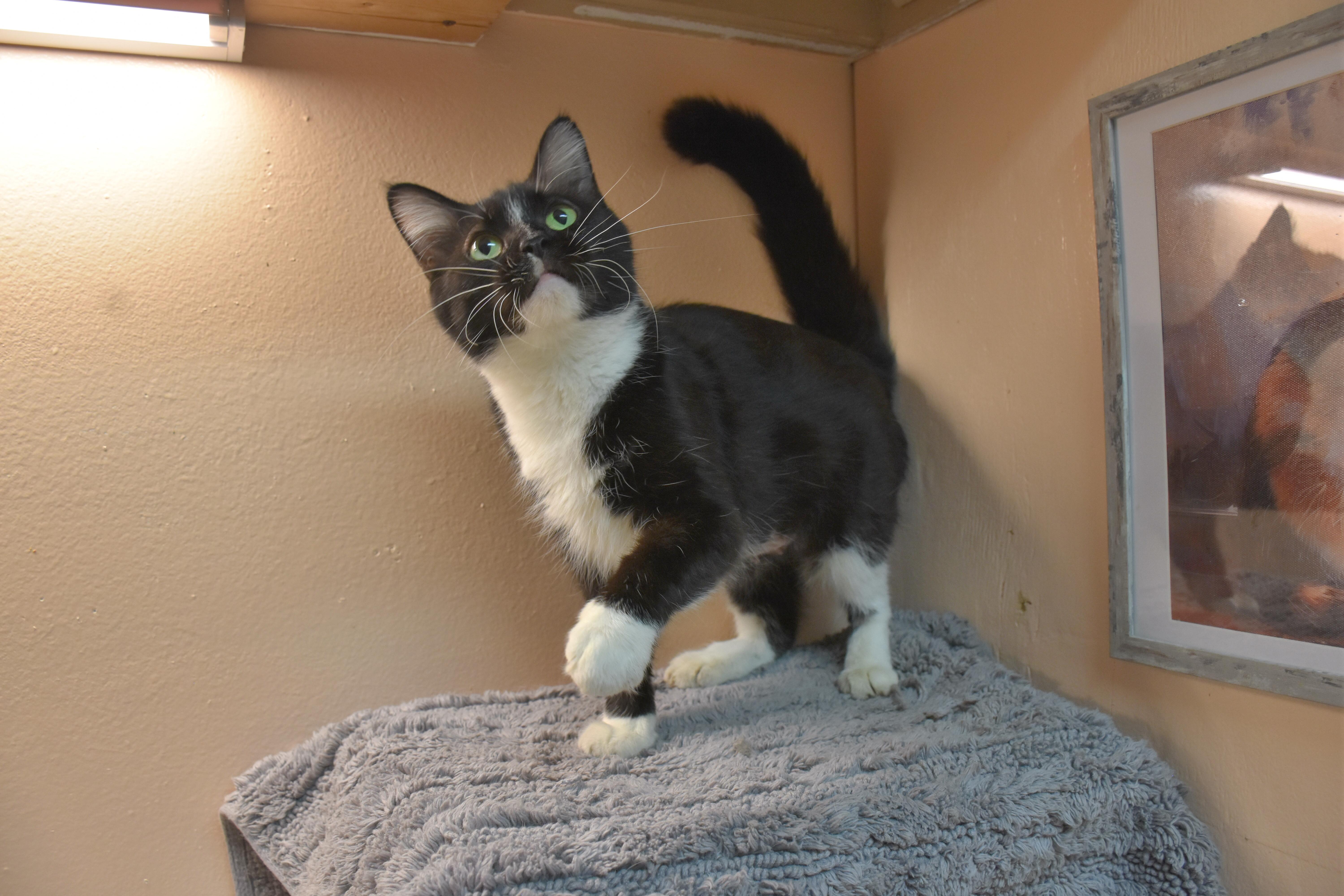 Enlarge Tessa, a Adoptable Domestic Short Hair in North Judson, IN image 1/1