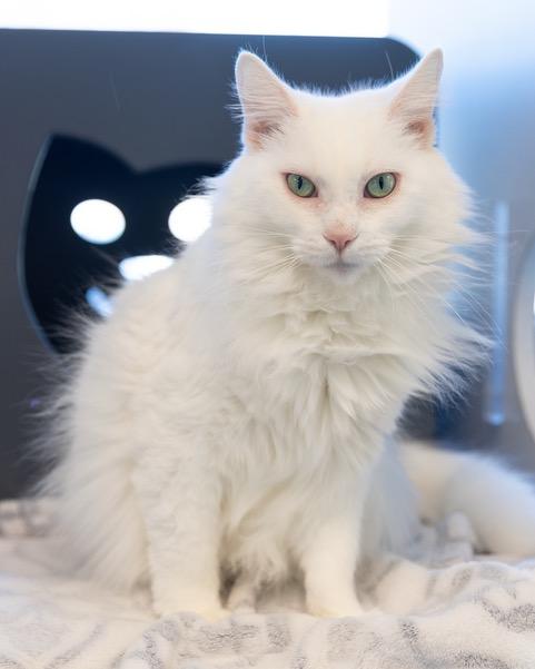 Enlarge RITA, a Adoptable Domestic Medium Hair in Leesburg, VA image 1/1