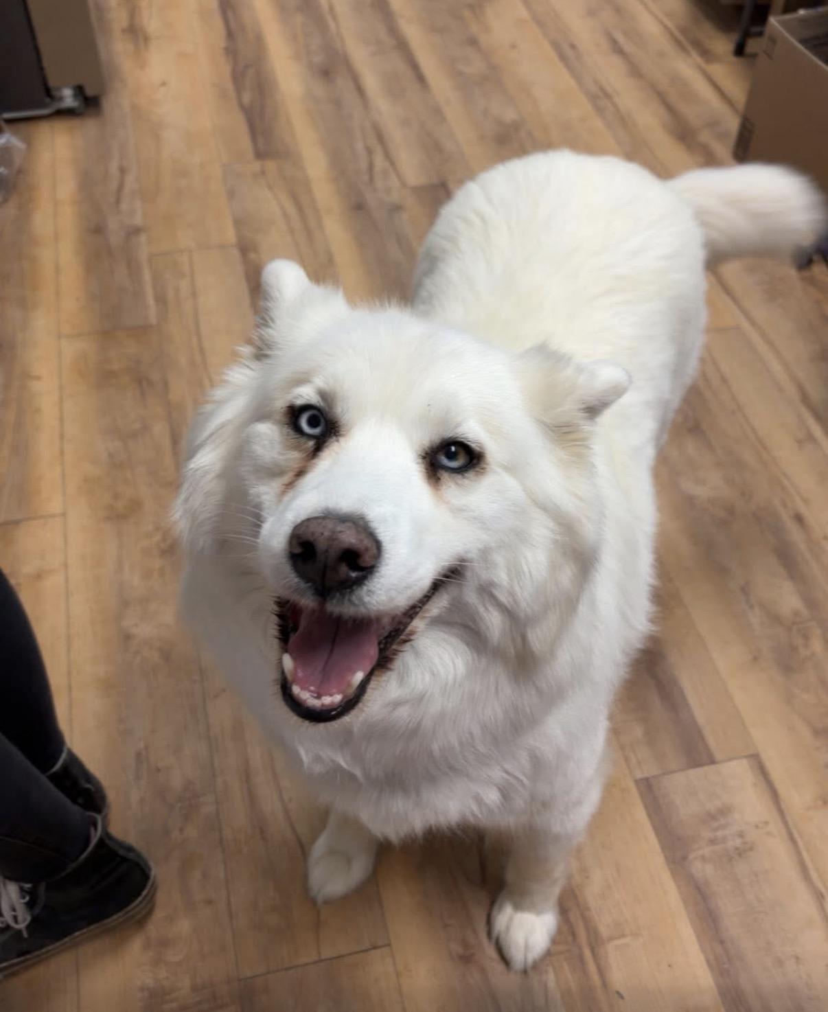 Tia, ADOPTABLE, Senior Female Husky.