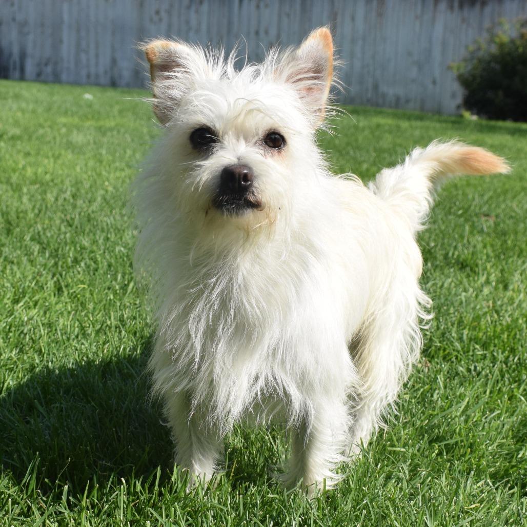 Tobi, Adoptable, Adult Male Terrier & Mixed Breed.