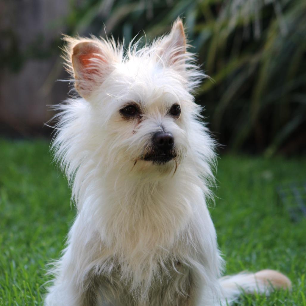 Enlarge Tobi, a Adoptable mixed breed in Mead, WA image 2/6