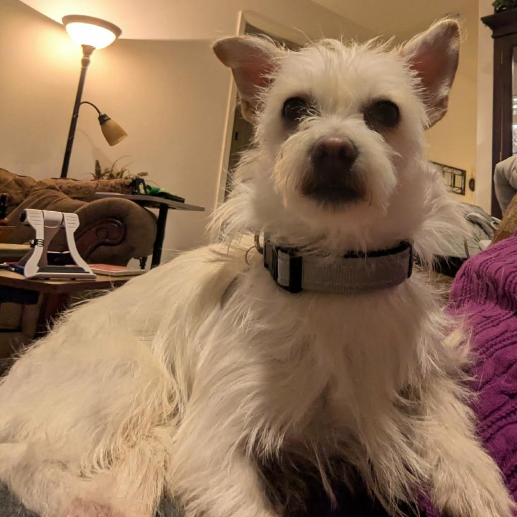 Enlarge Toby, a Adoptable mixed breed in Mead, WA image 2/6