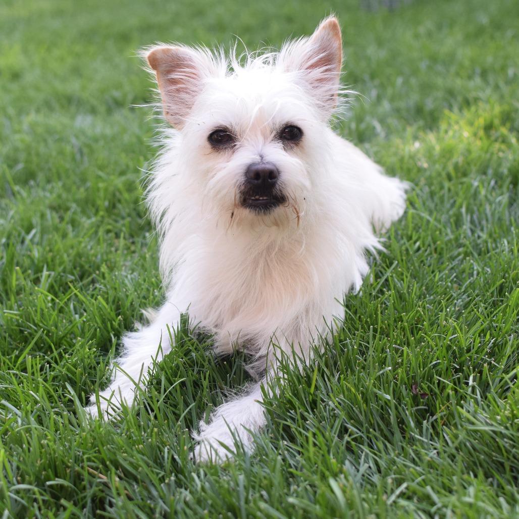 Enlarge Tobi, a Adoptable mixed breed in Mead, WA image 3/6