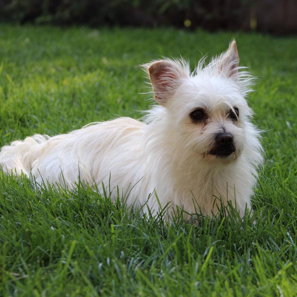 Enlarge Tobi, a Adoptable mixed breed in Mead, WA image 4/6