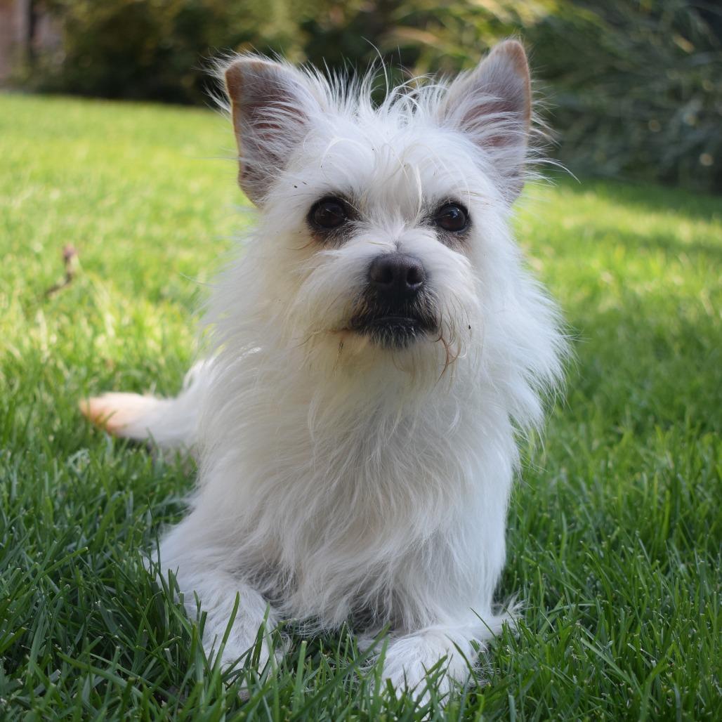 Enlarge Tobi, a Adoptable mixed breed in Mead, WA image 5/6