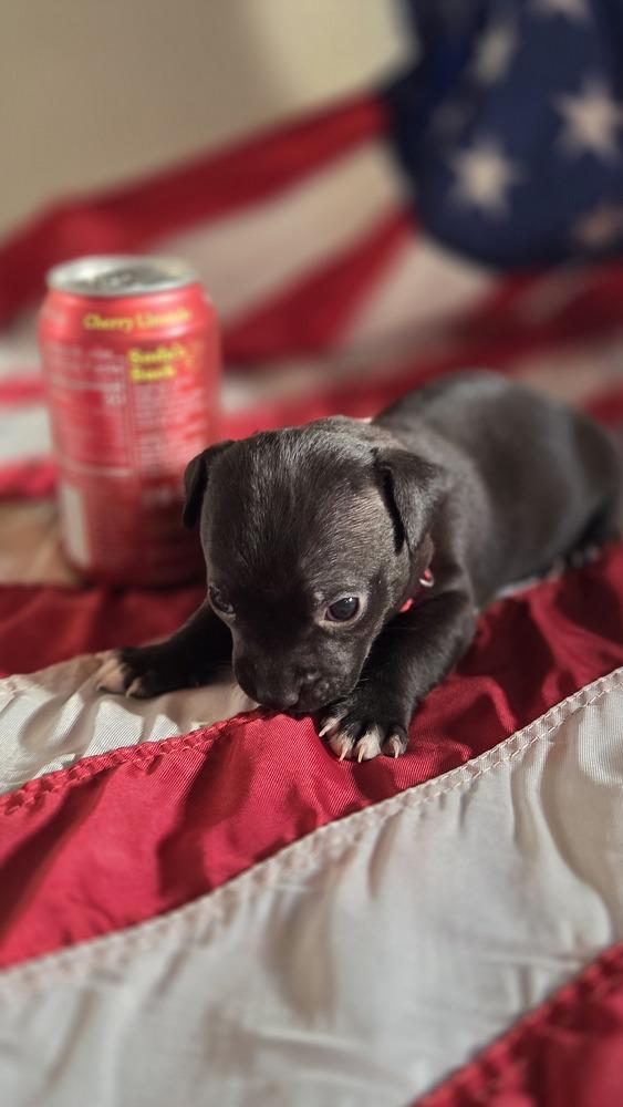 Enlarge Betsy Ross, a Adoptable mixed breed in Spokane, WA image 2/4