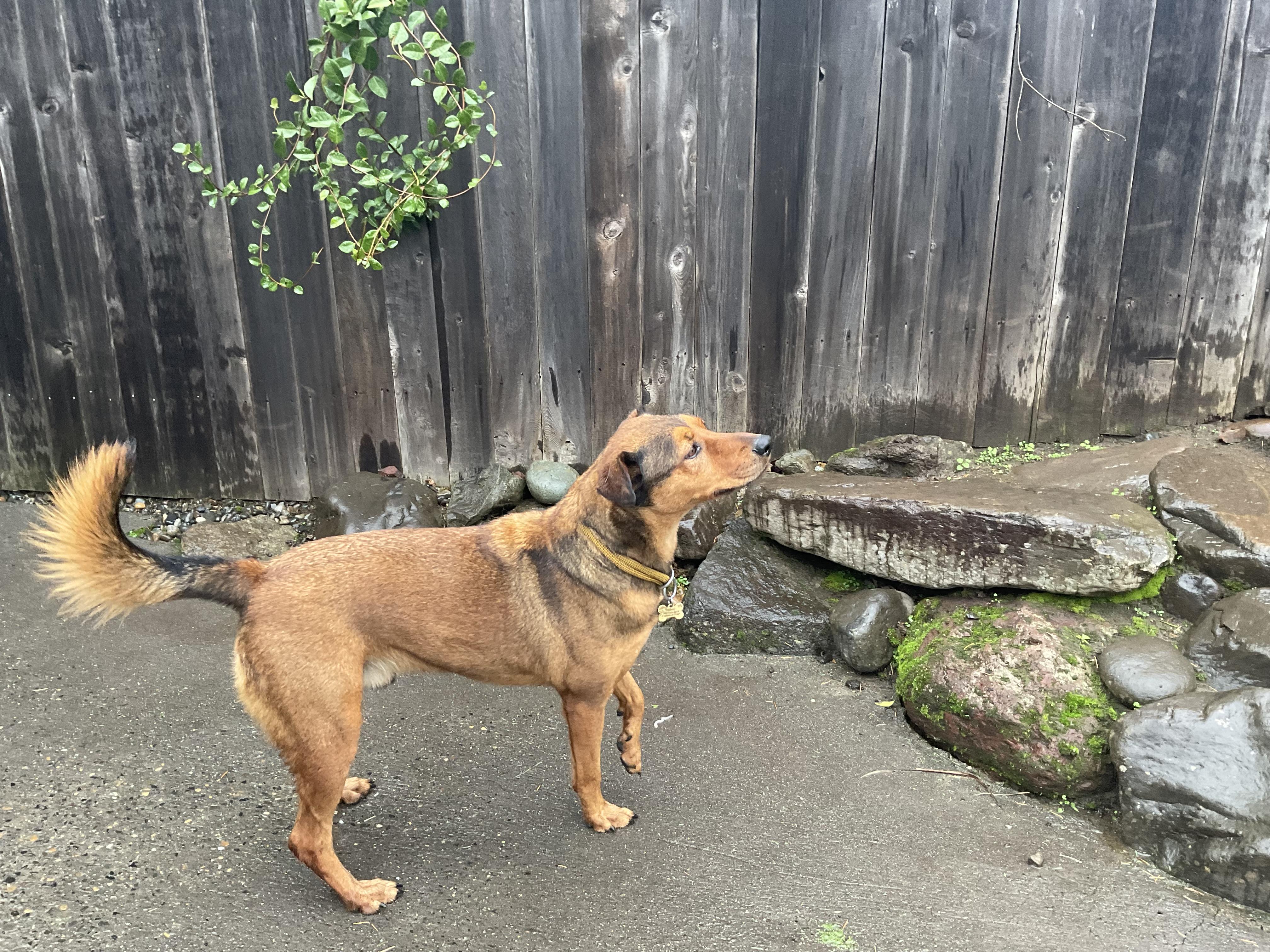Ernie, a Adoptable mixed breed in Portland, OR image 1/5