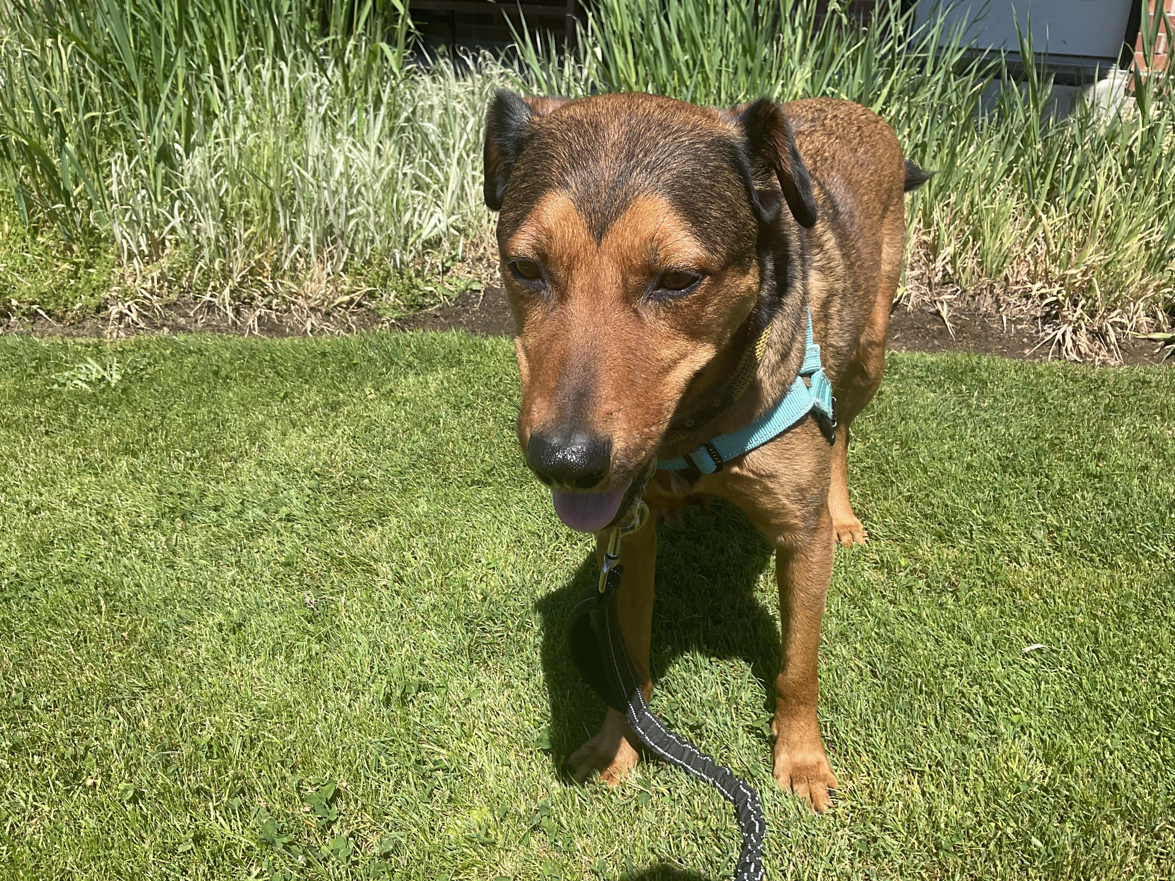 Ernie, a Adoptable mixed breed in Portland, OR image 5/6