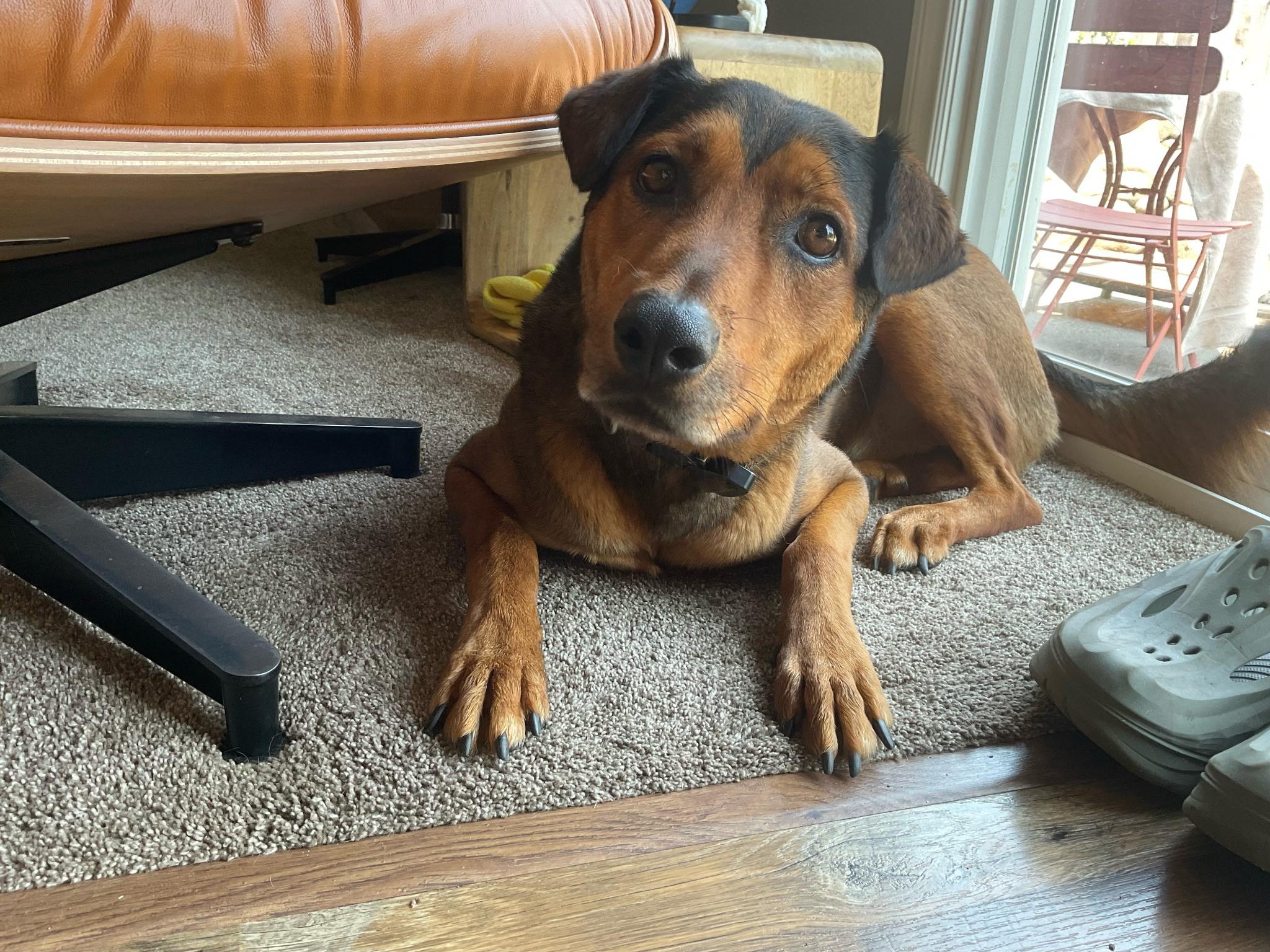 Ernie, a Adoptable mixed breed in Portland, OR image 4/5