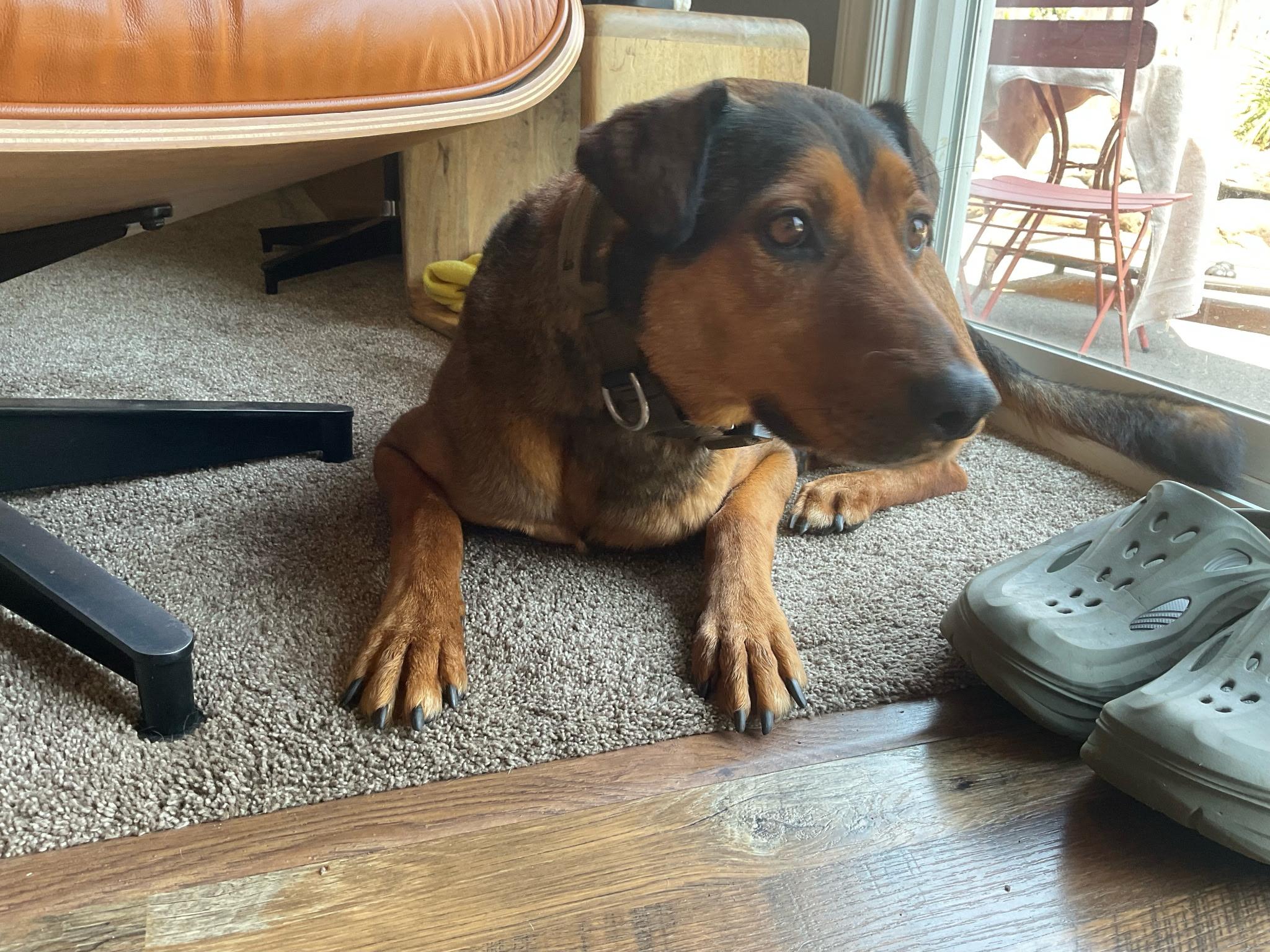 Ernie, a Adoptable mixed breed in Portland, OR image 5/5