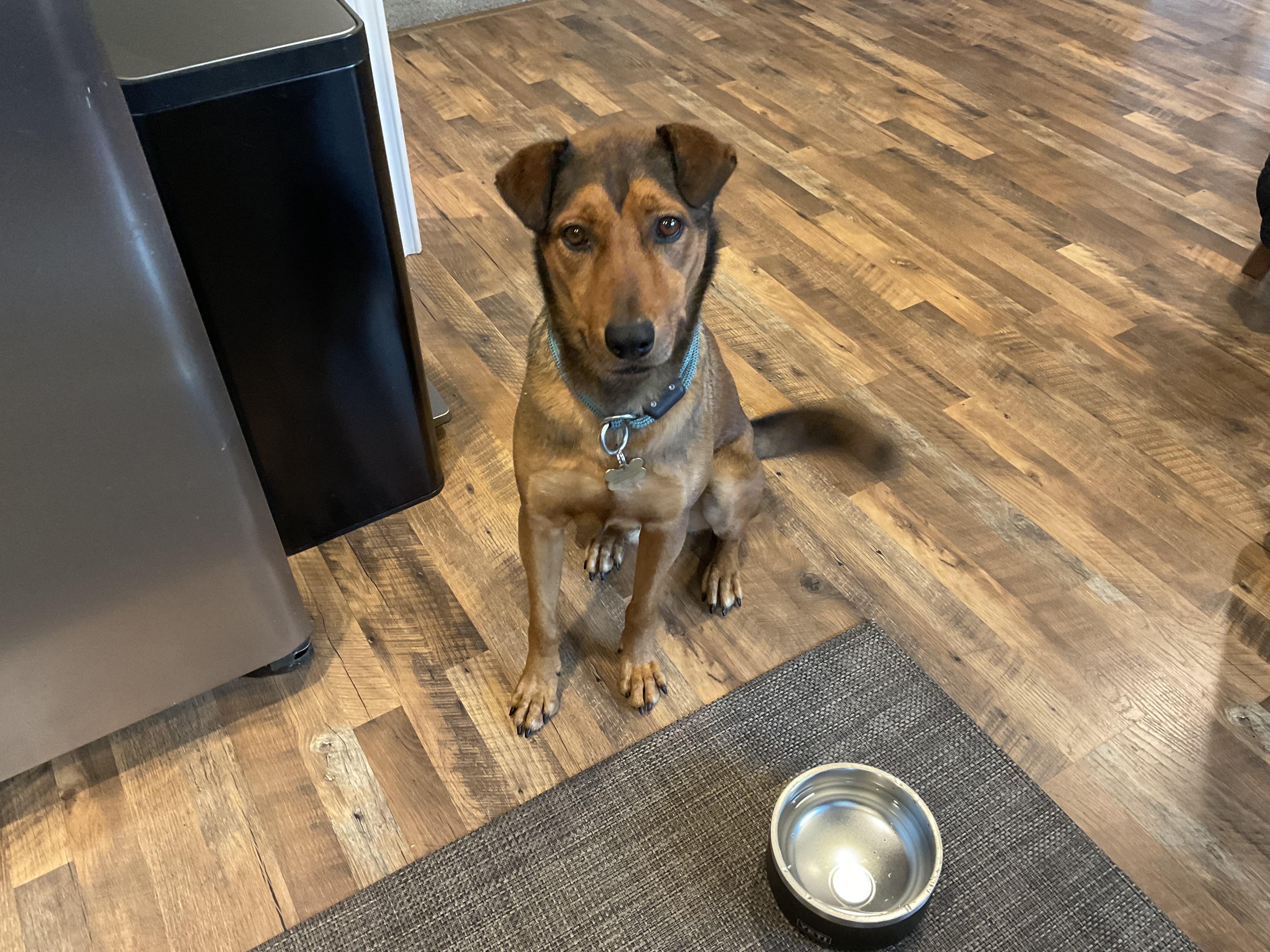 Ernie, Adoptable, Adult Male Shepherd.