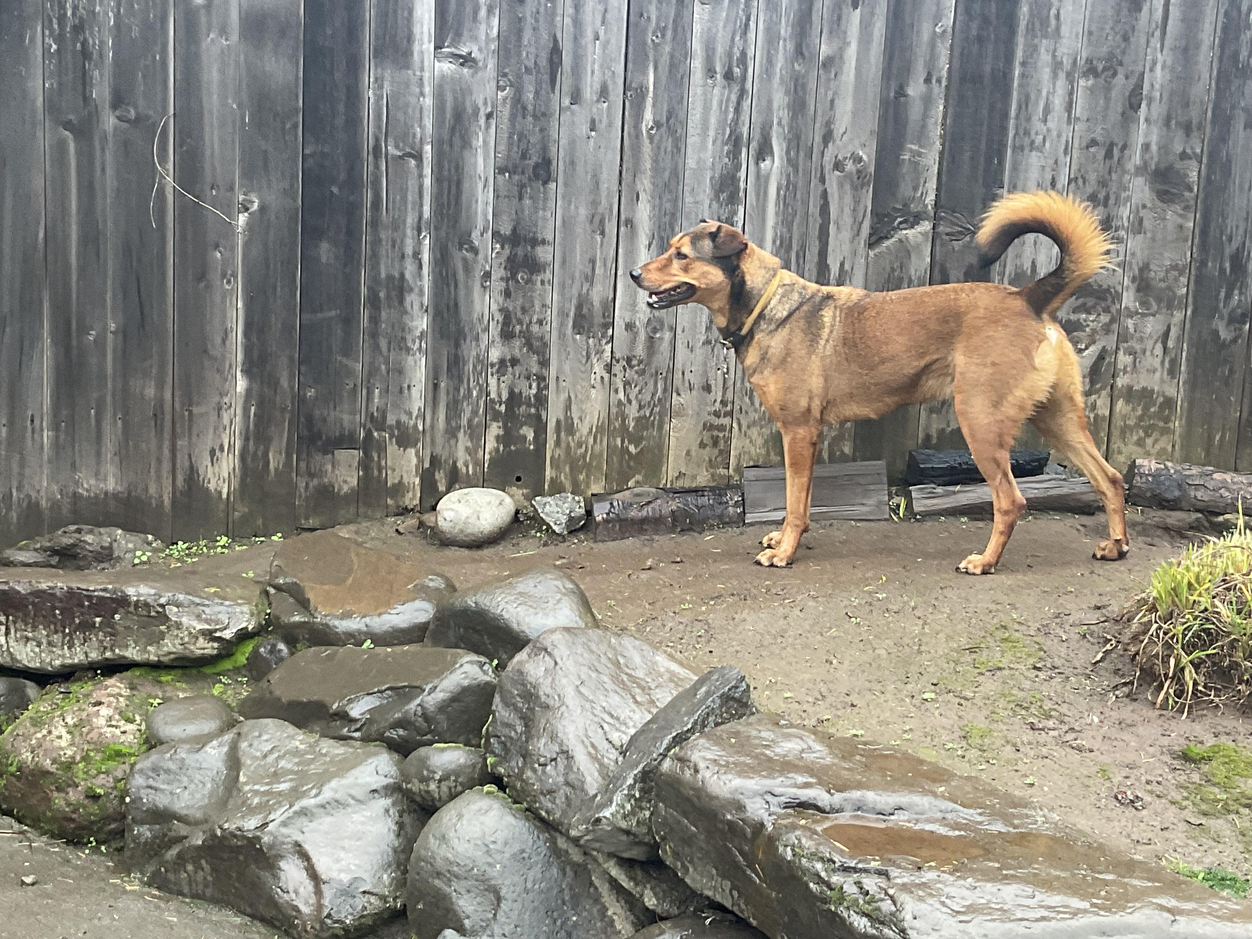 Ernie, a Adoptable mixed breed in Portland, OR image 5/5