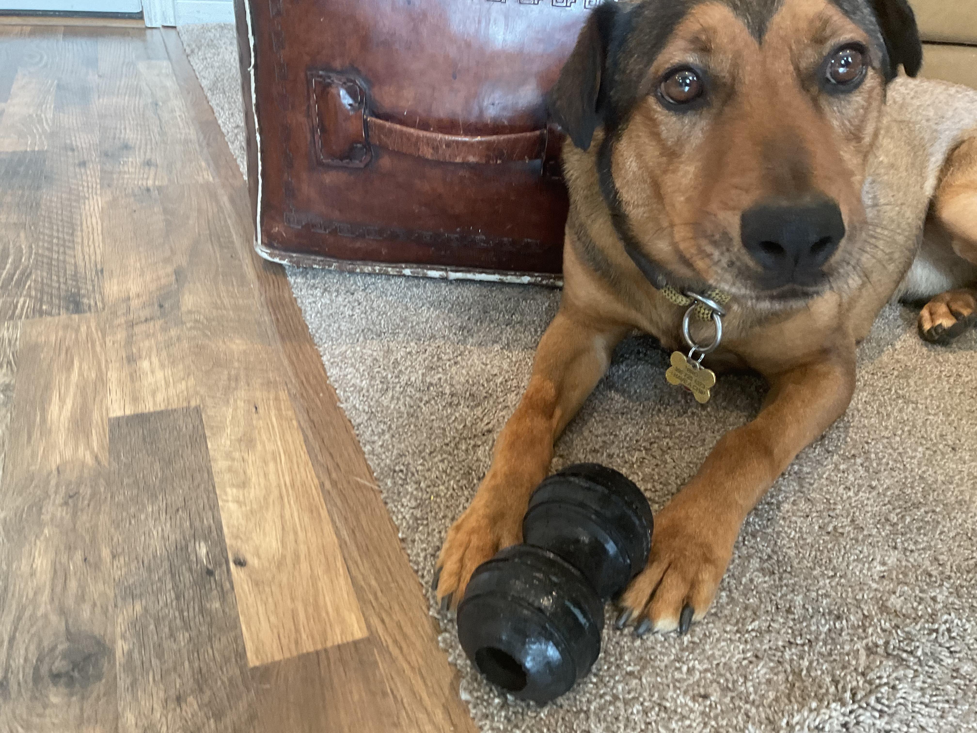Ernie, a Adoptable mixed breed in Portland, OR image 6/6