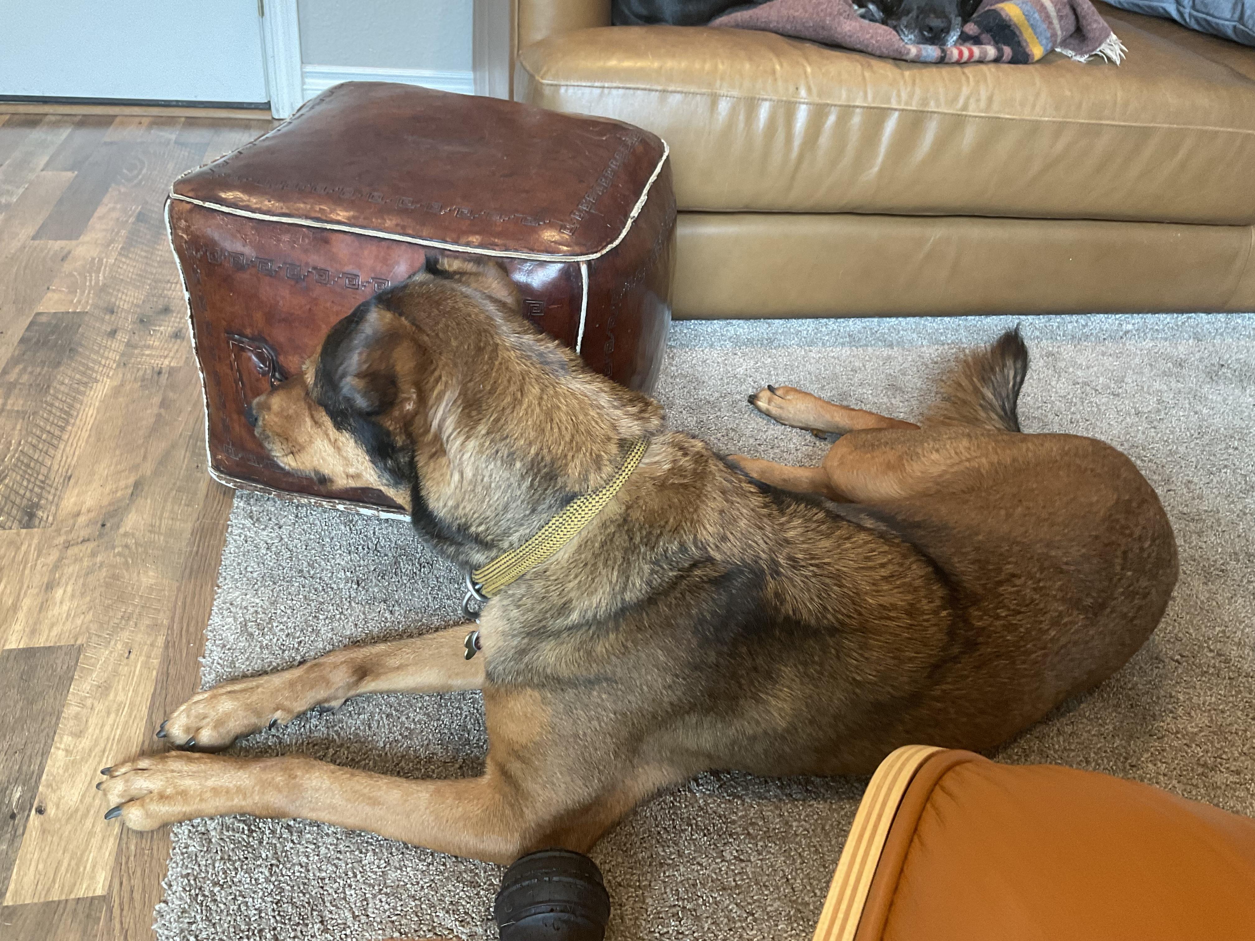 Ernie, a Adoptable mixed breed in Portland, OR image 3/6