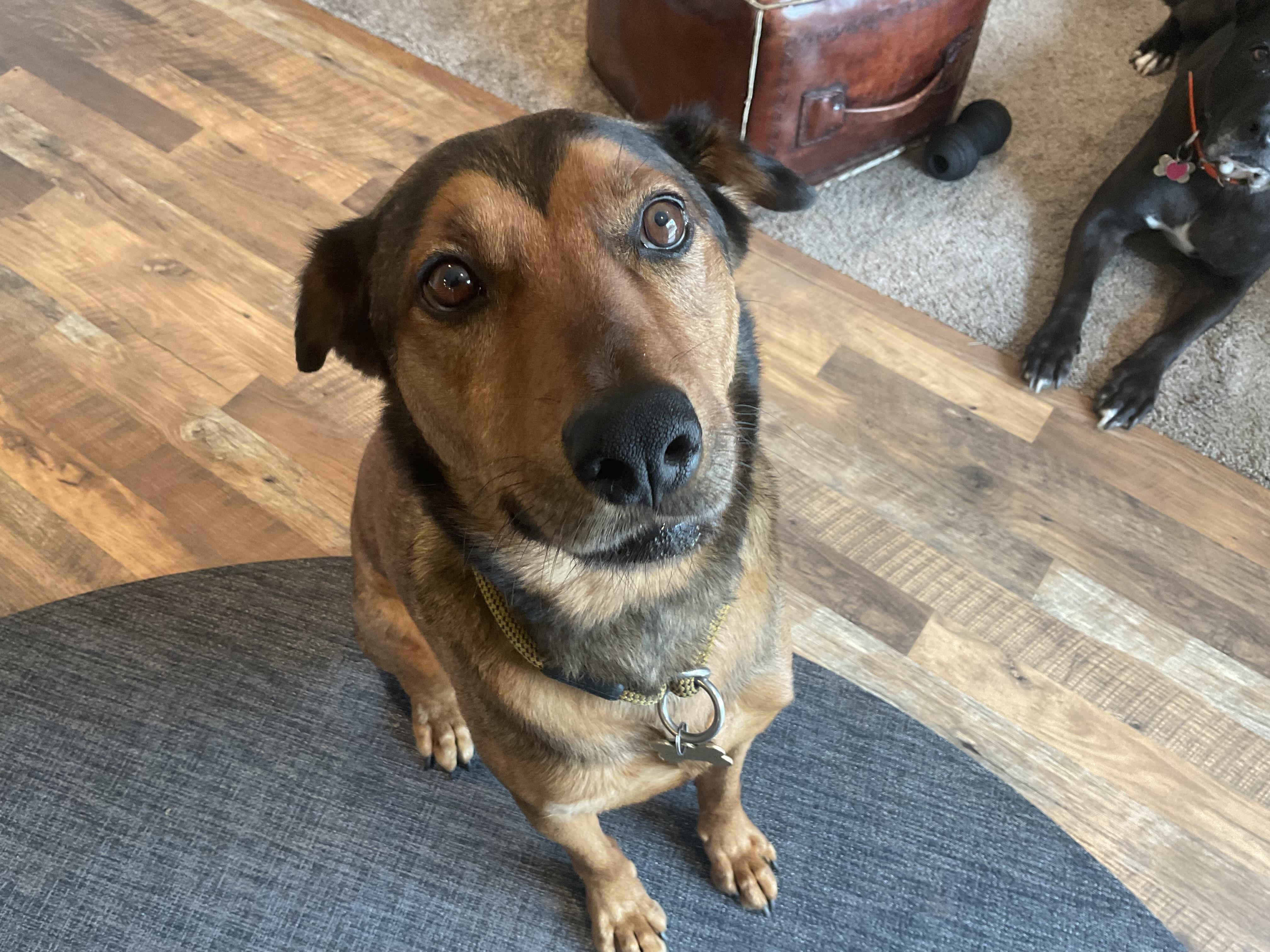 Ernie, a Adoptable mixed breed in Portland, OR image 4/6
