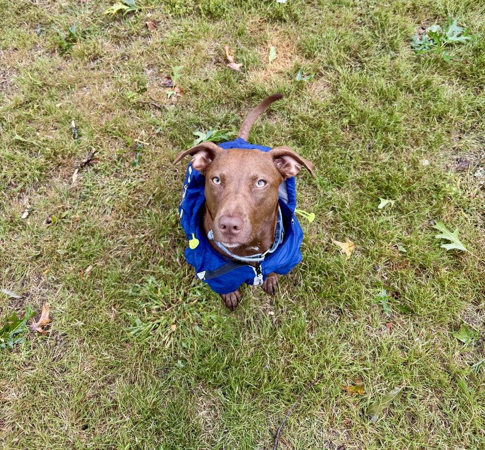 Enlarge Reese, a Adoptable mixed breed in Greenlawn, NY image 1/6