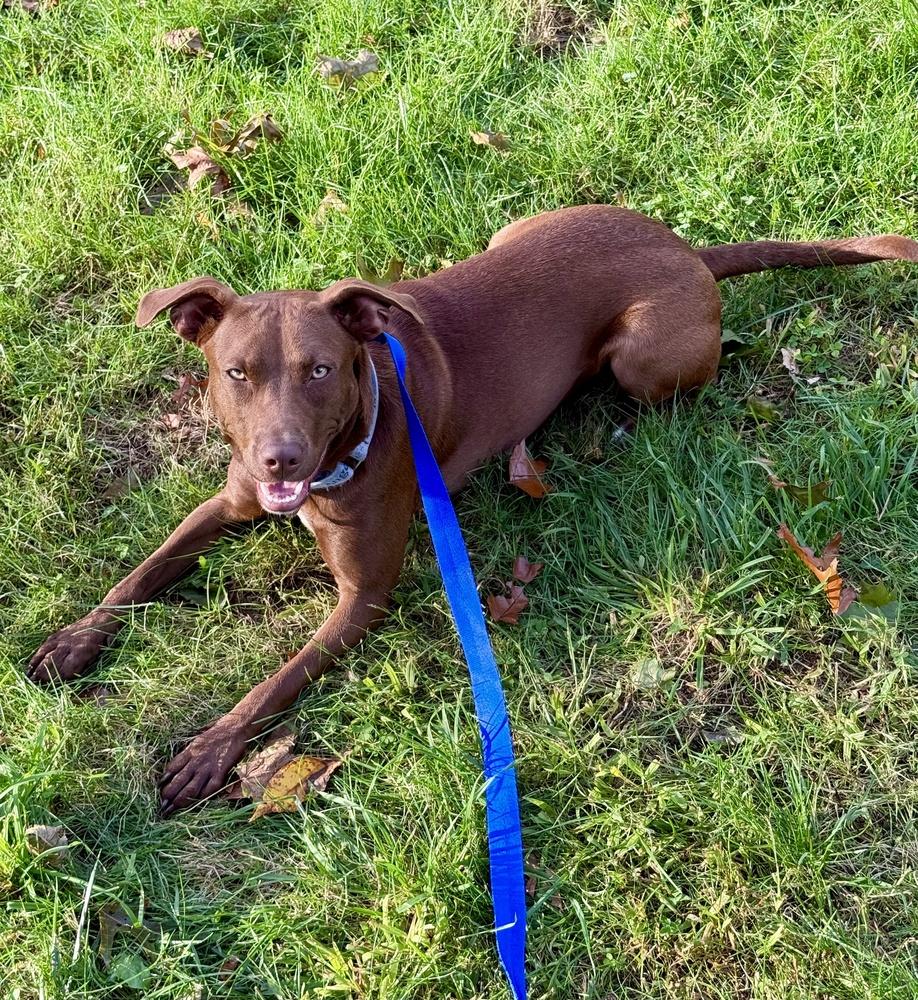 Enlarge Reese, a Adoptable mixed breed in Greenlawn, NY image 6/6
