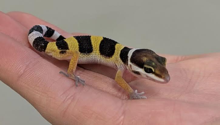 Enlarge Beau, a Adoptable Gecko in South Elgin, IL image 2/2