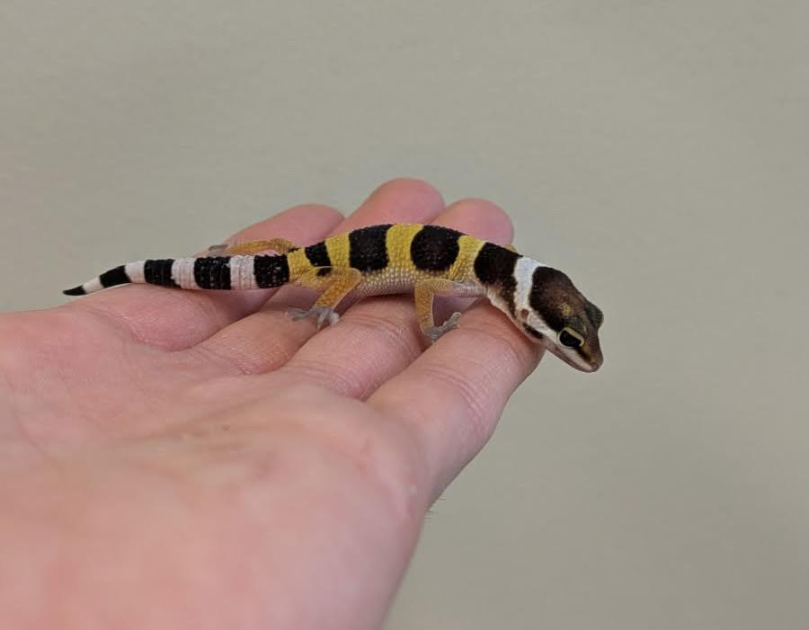 Beau, Adoptable, Baby Unknown Gecko.