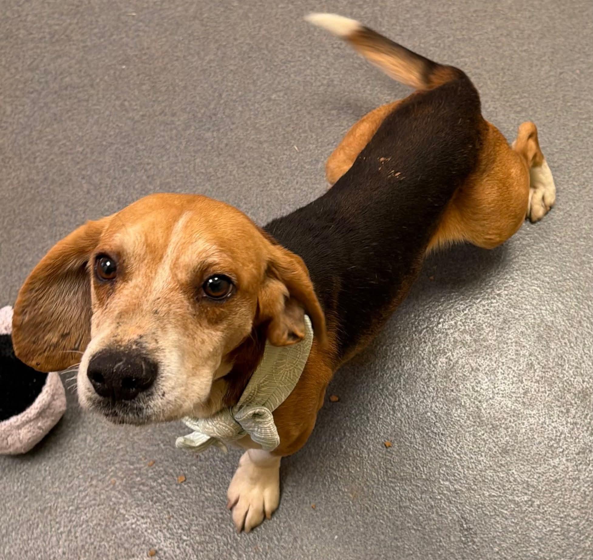 Enlarge Starsky - pending!, a ADOPTABLE Beagle in Amherst, VA image 2/5