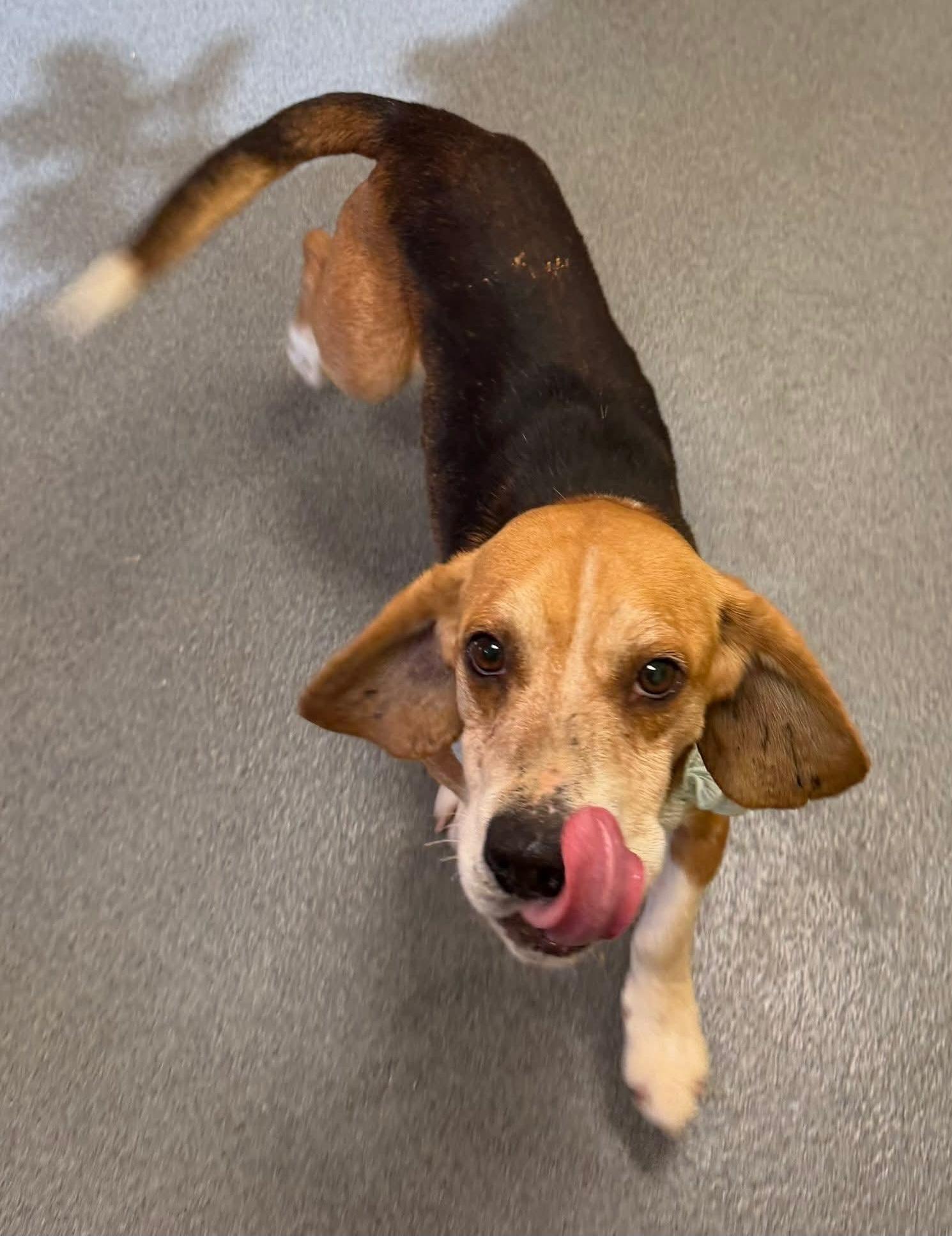Enlarge Starsky - pending!, a ADOPTABLE Beagle in Amherst, VA image 3/5