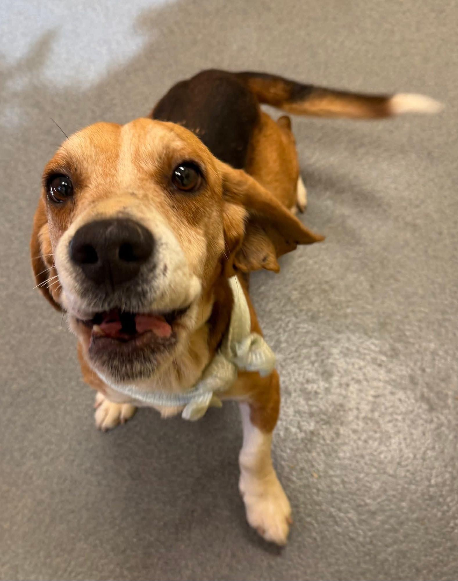 Enlarge Starsky - pending!, a ADOPTABLE Beagle in Amherst, VA image 5/5