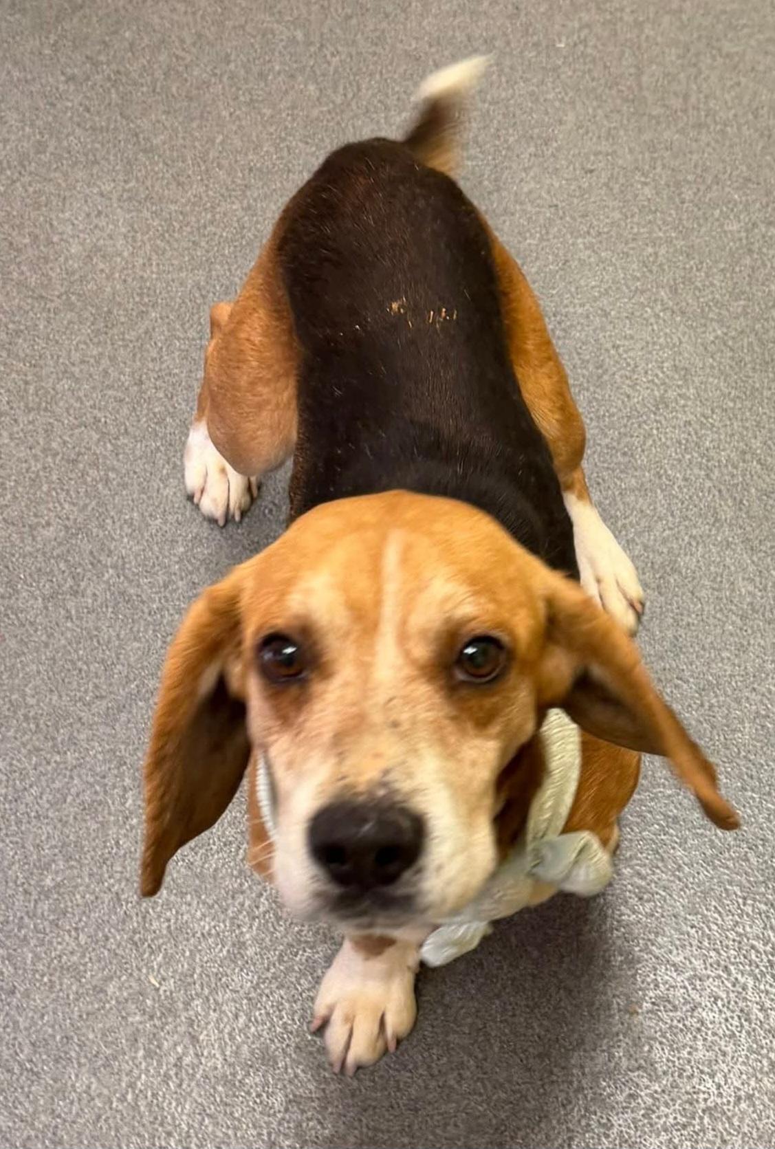 Enlarge Starsky - pending!, a ADOPTABLE Beagle in Amherst, VA image 4/5