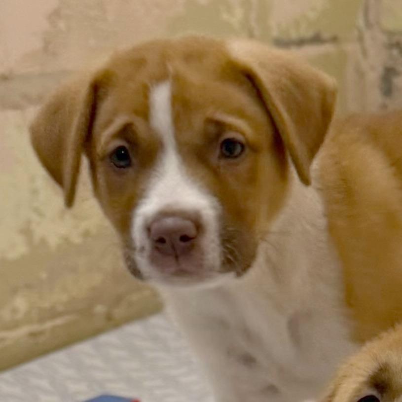 Etta, Adoptable, Puppy Female Akita & Weimaraner.