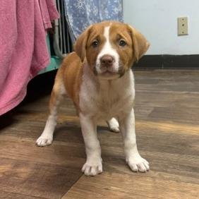 Enlarge Etta, a Adoptable mixed breed in Owosso, MI image 2/2