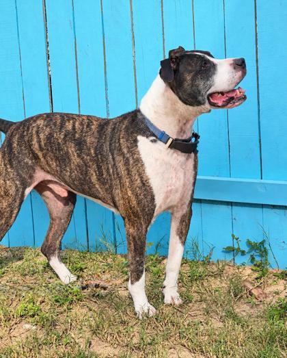 Enlarge Kona, a Adoptable mixed breed in Inverness, FL image 3/3