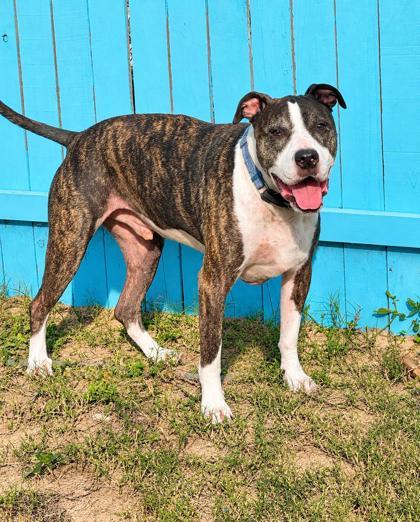 Kona, Adoptable, Adult Male American Staffordshire Terrier & Pit Bull Terrier.