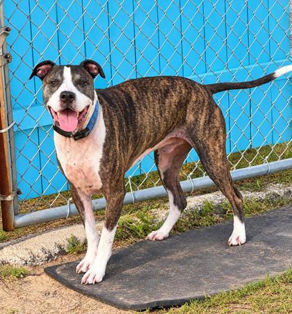 Enlarge Kona, a Adoptable mixed breed in Inverness, FL image 2/3