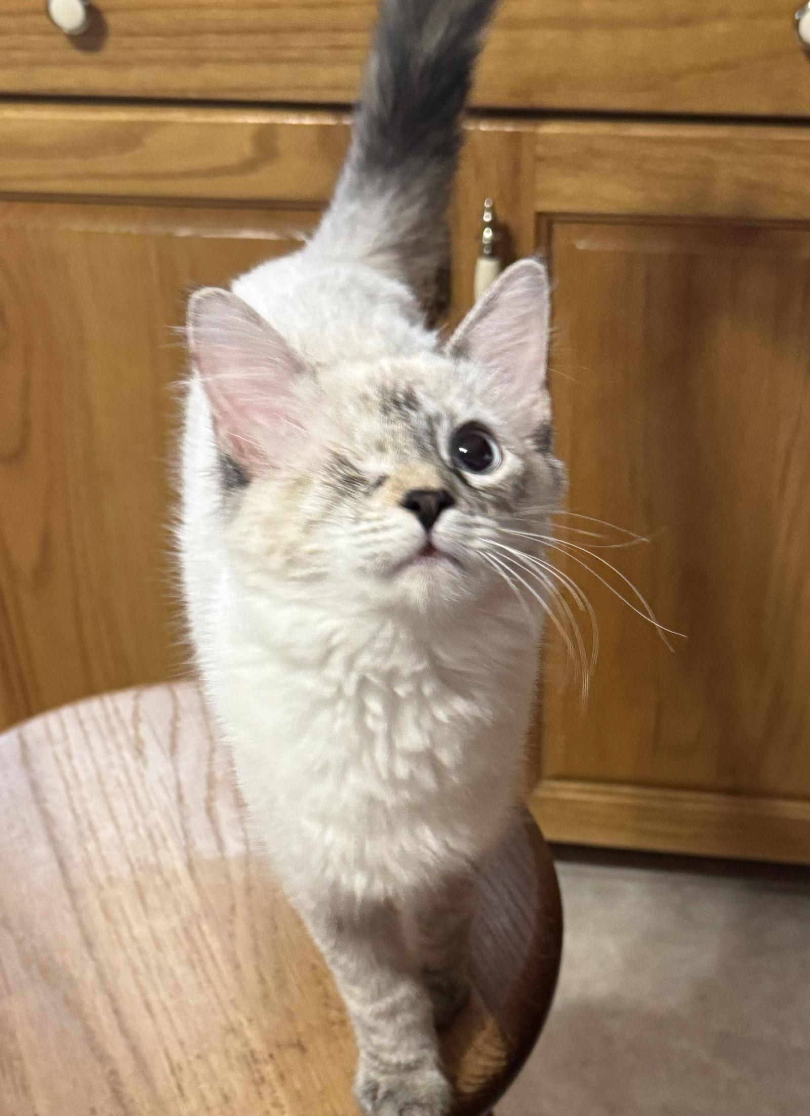 Kristy, Adoptable, Young Female Siamese & Domestic Medium Hair.
