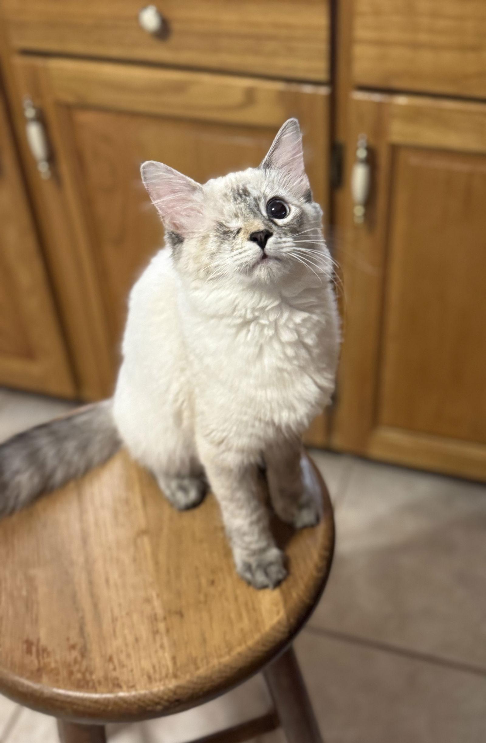 Enlarge Kristy, a Adoptable mixed breed in Hammond, LA image 2/3