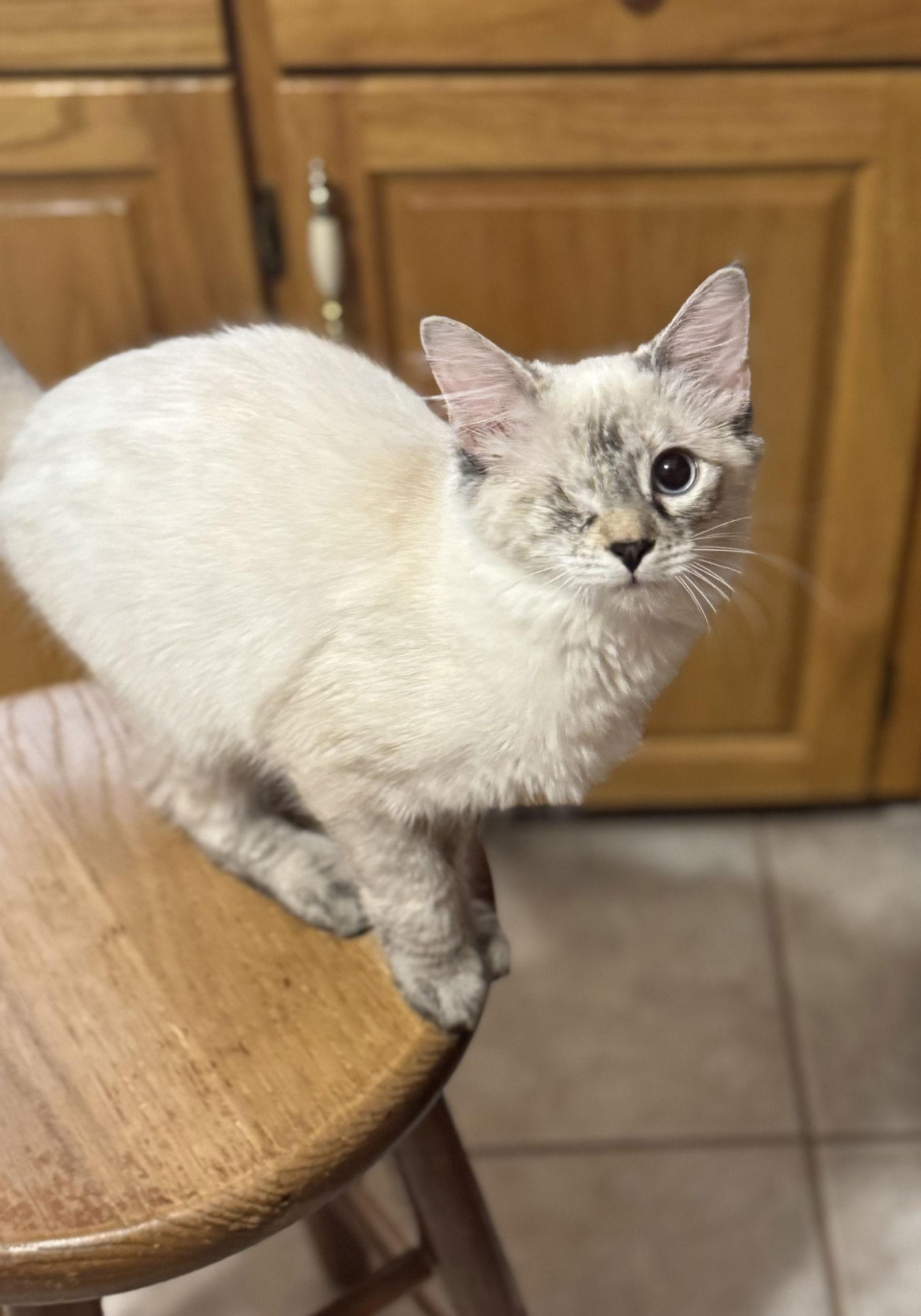 Enlarge Kristy, a Adoptable mixed breed in Hammond, LA image 3/3