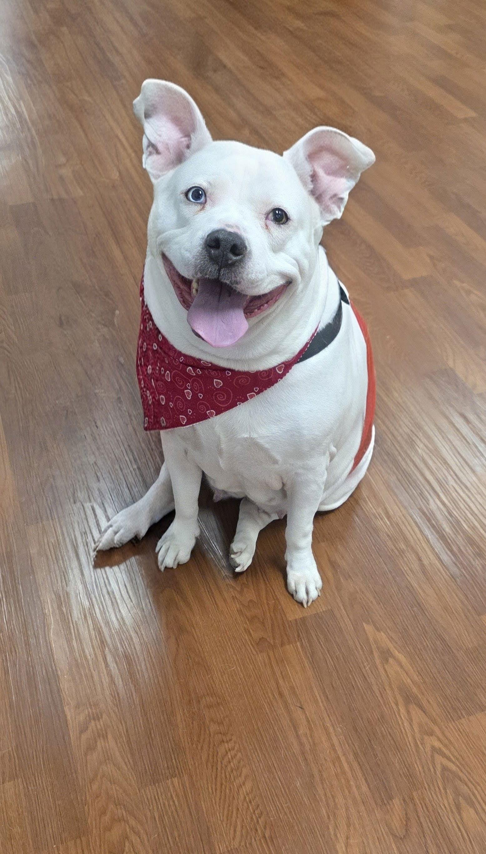 Enlarge Nikki, a Adoptable Pit Bull Terrier in Elgin, IL image 1/3