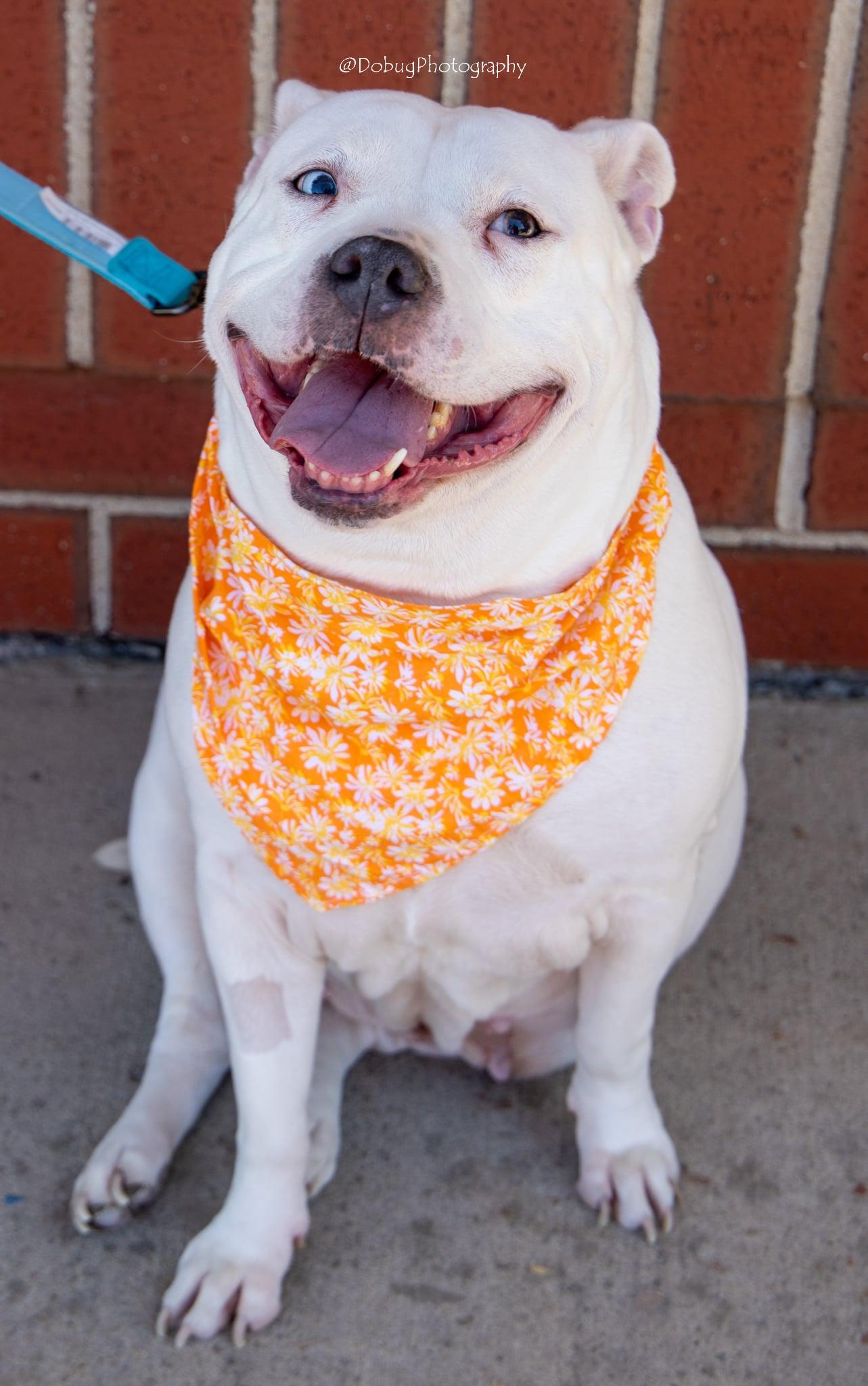 Nikki, Adoptable, Adult Female Pit Bull Terrier.