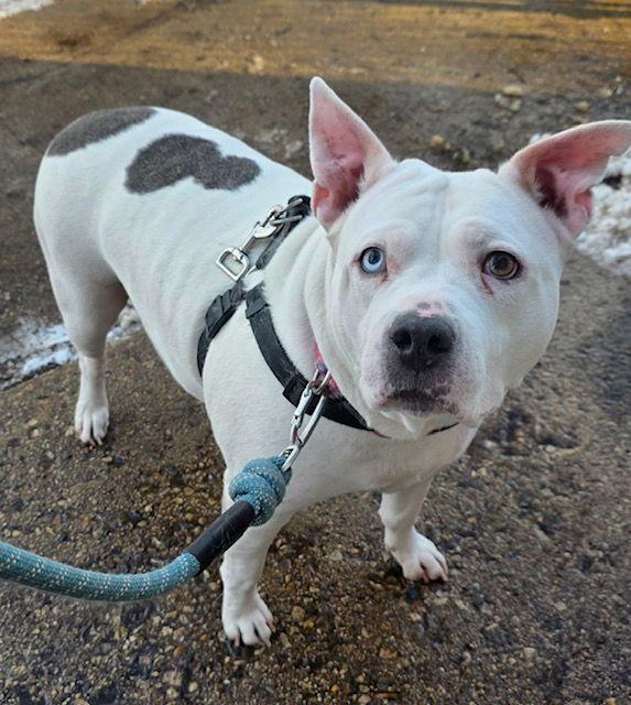 Enlarge Nikki, a Adoptable Pit Bull Terrier in Elgin, IL image 3/3