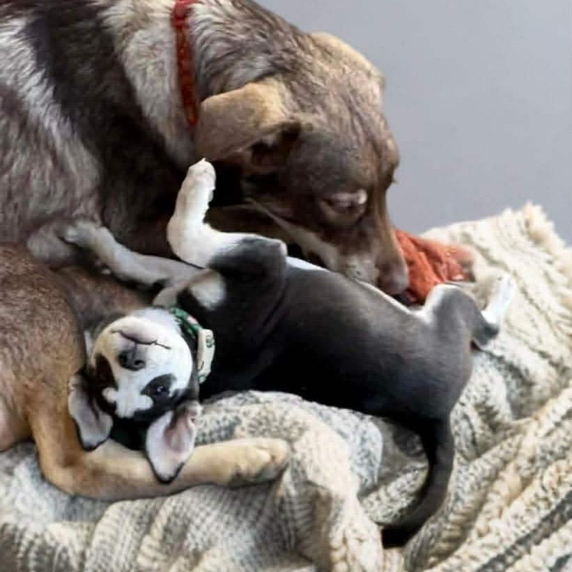 Faith, Adoptable, Puppy Female Husky & Mixed Breed.