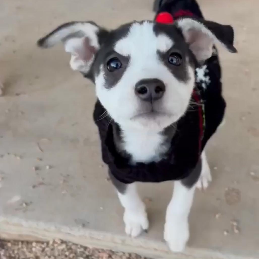 Enlarge Faith, a Adoptable mixed breed in Phoenix, AZ image 2/3