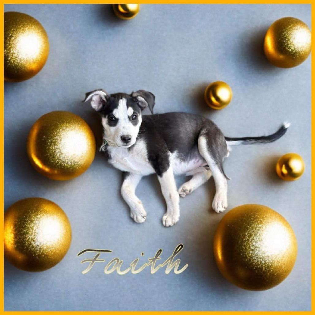 Enlarge Faith, a Adoptable mixed breed in Phoenix, AZ image 3/3