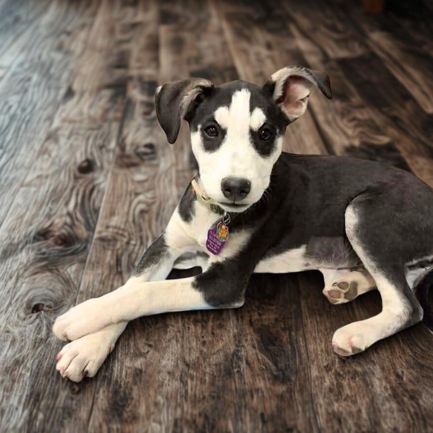 Faith, a Adoptable mixed breed in Phoenix, AZ image 3/3