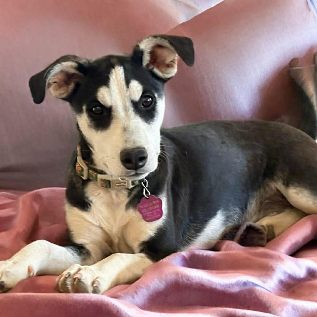 Faith, a Adoptable mixed breed in Phoenix, AZ image 3/3