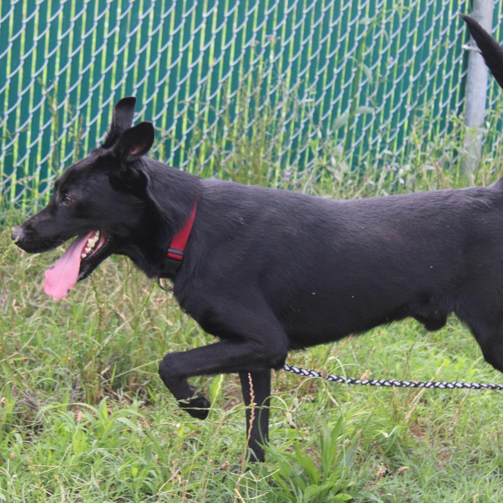 Enlarge Tweak, a Adoptable Labrador Retriever in Cleveland, MS image 1/4