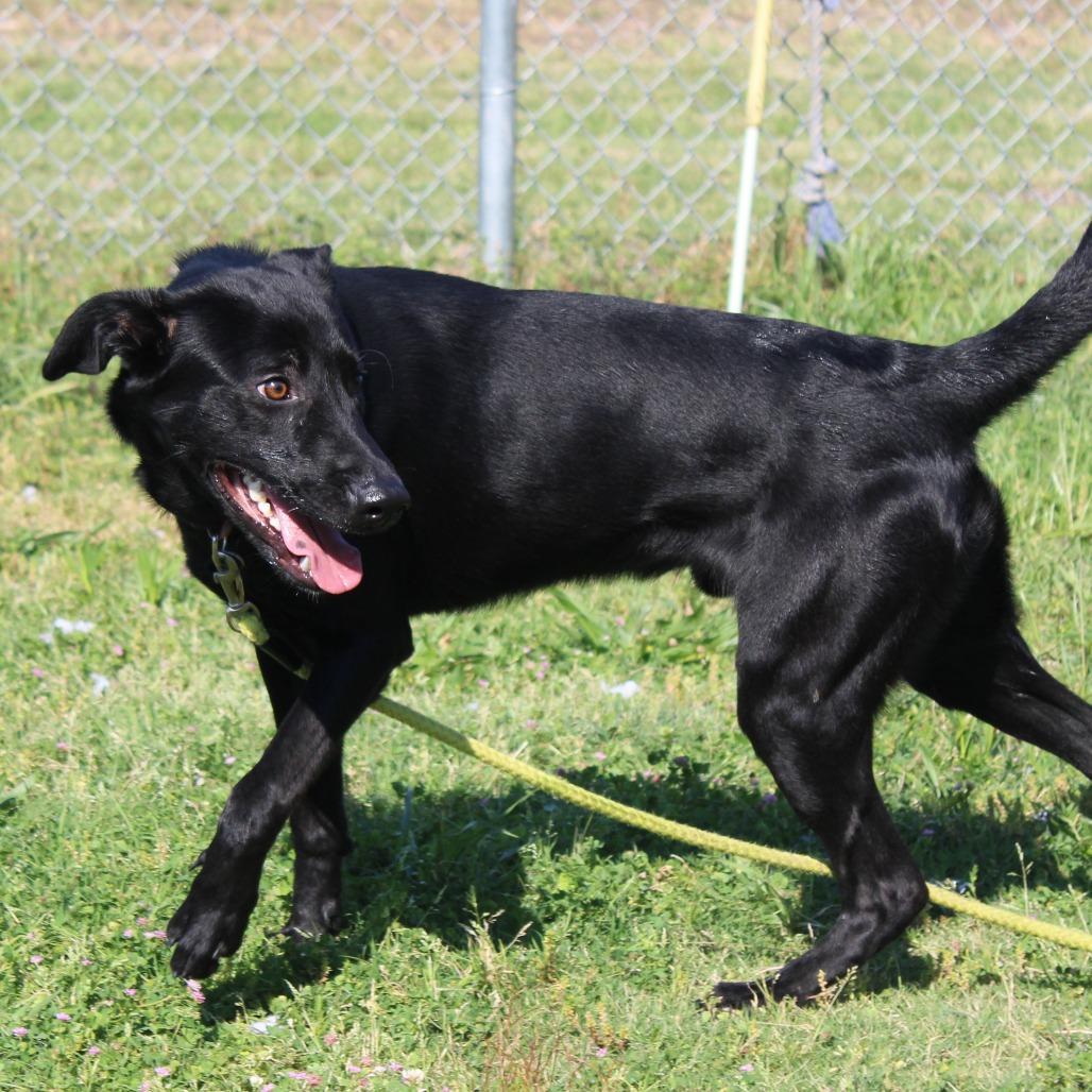 Tweak, Adoptable, Young Male Labrador Retriever.