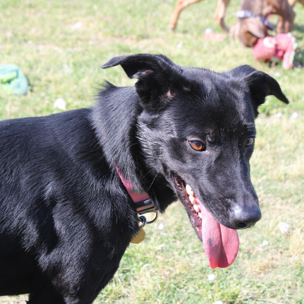 Enlarge Tweak, a Adoptable Labrador Retriever in Cleveland, MS image 2/3