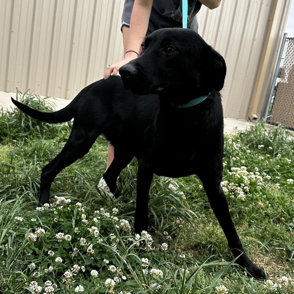 Enlarge Tweak, a Adoptable Labrador Retriever in Cleveland, MS image 3/3