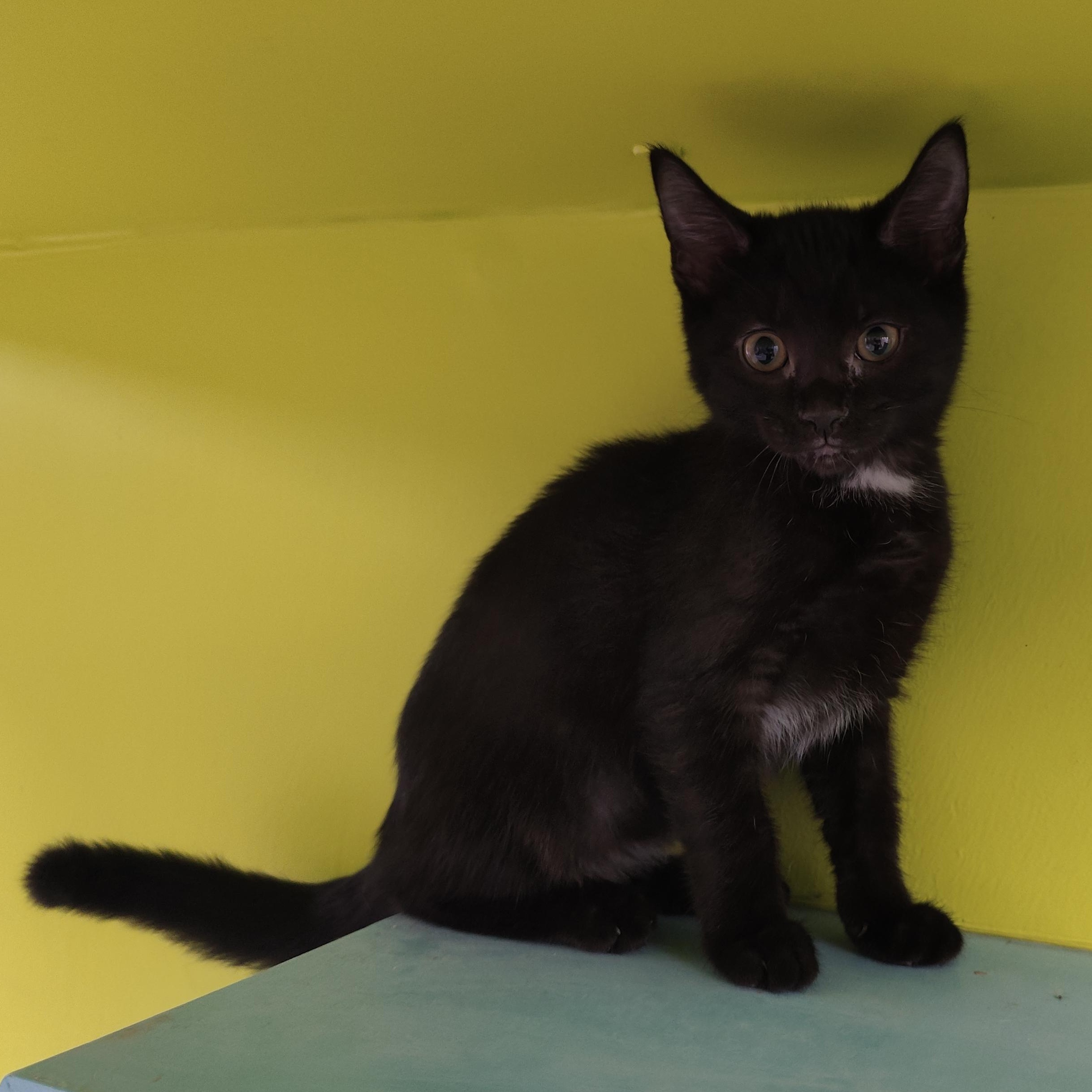 Enlarge Mystic, an adopted Domestic Short Hair in Jersey city, NJ image 1/1