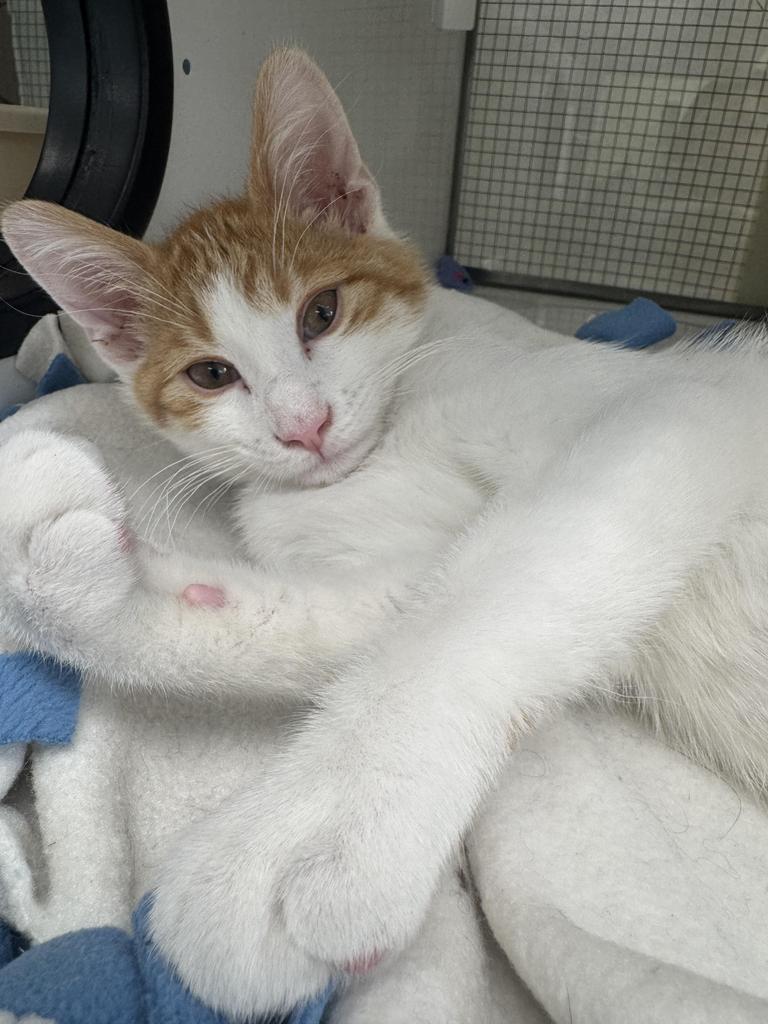Bailey, Adopted, Kitten Male Domestic Short Hair.